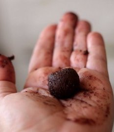 Ganache with a 2:1 ratio of chocolate to cream will make a thick ganache perfect for rolling truffles.